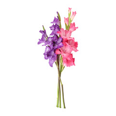 Pink purple gladiolus flower stems isolated on transparent background