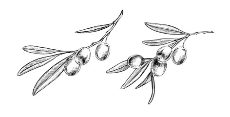 Olive branch with berries set of hand drawn illustrations. Botanical Engraving for oil, vintage elements for design. Vector. © Salomi art