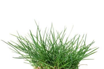 Beautiful fresh green grass isolated on white