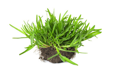 Beautiful fresh green grass with soil isolated on white