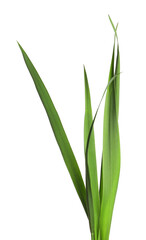 Blades of green grass isolated on white