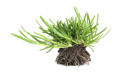 Beautiful fresh green grass with soil isolated on white