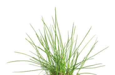 Beautiful fresh green grass isolated on white