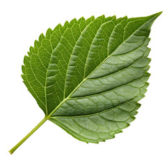 Obraz premium Isolated green leaf close up photo for botany nature study and plant identification resources and referenceIsolated on Transparent Background, No Background