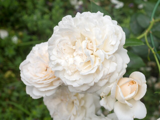 white rose in the garden