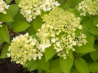 blooming hydrangea in the garden