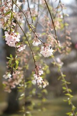 cherry tree blossom