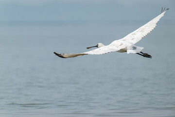 Graceful Journey: Black-faced Spoonbill in Ethereal Flight