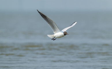 Head-On Approach: Brown-headed Gull in Full Flight