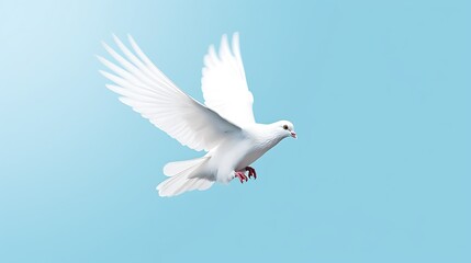 Fototapeta premium White Dove Soaring Through A Clear Blue Sky