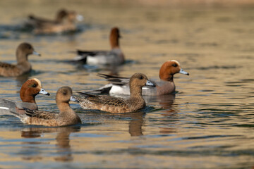 Golden Hour Gathering: Wigeon Ducks in Evening Waters