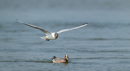Coastal Departure: Brown-headed Gull Soaring Above Rocky Shallows