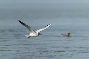 Coastal Departure: Brown-headed Gull Soaring Above Rocky Shallows