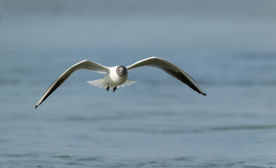 Head-On Approach: Brown-headed Gull in Full Flight