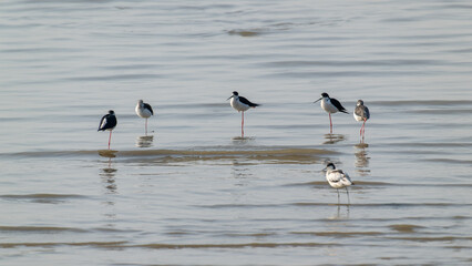 Elegant Stilts: Black-Winged Shorebirds in Serene Formation