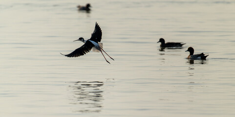 Graceful Ascent: Black-Winged Stilt Taking Flight Among Ducks