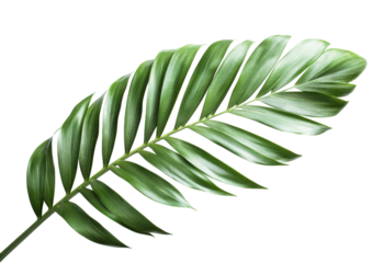 Exotic Palm Frond with Soft Green Gradient. Isolated on a Transparent Background