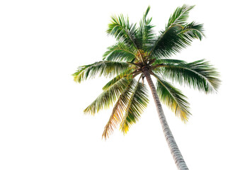 Tall Palm Tree with Slightly Curved Trunk. Isolated on a Transparent Background