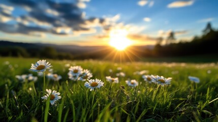 Sunset over a field of daisies