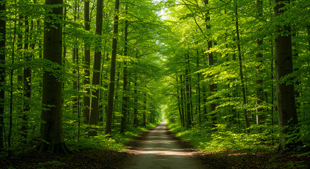Obraz premium Walkway in a green spring beech forest in Leuven, Belgium. Beautiful natural tunnel. Atmospheric landscape
