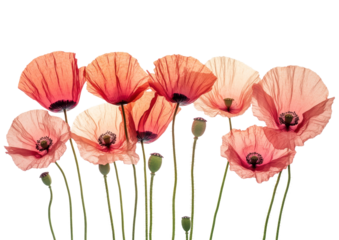 Elegant Red Poppy Flowers Blooming in a Cluster. Isolated on a Transparent Background