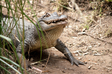 this is a close up of an alligator