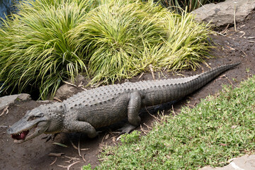 the alligator is carrying a lump of meat