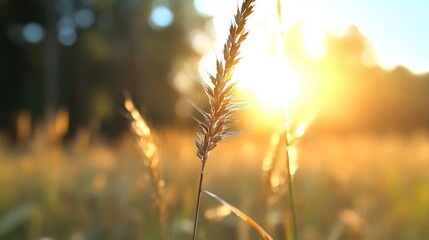 Golden Grass at Sunset (1)
