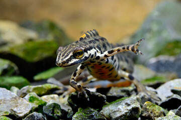 Schmidtler's Teichmolch - Männchen // Schmidtler's smooth newt, Turkish Smooth Newt - male (Lissotriton schmidtleri) - Evros-Delta, Griechenland