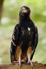 this is a close up of a black breasted buzzard standing on a branch