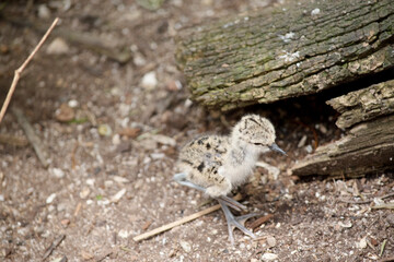 the black winged stilt chick  is looking for its mother