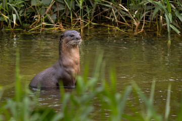 Smooth-coated Otter - Lutra perspicillata, fresh water otter from South and Southeast Asian lakes...