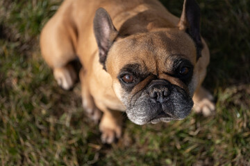 Fototapeta premium French Bulldog Looking Up on Grass