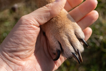 Obraz premium Close-Up of a Dog s Paw in a Human Hand