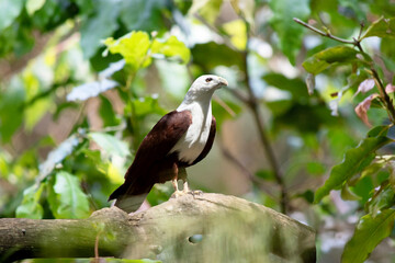 the brahminy kite is perched on a branch
