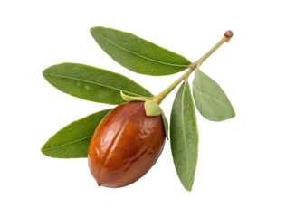 High-resolution PNG cutout of a fresh jojoba fruit isolated on a white background, perfect for digital use, transparent background included