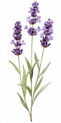 Naklejka premium Beautiful Lavender Flower Arrangement