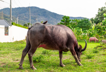 Blurred wallpaper (buffalo flocks) that live together, many of which are walking for food, natural beauty, are animals that are used to farm for agriculture, rice farming.