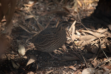 this is a side view of a button quail