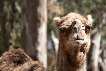 Obraz premium this is a close up of a camel