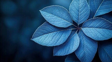 Obraz premium Blue leaves nature background botanical beauty