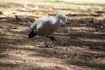 this is a side view of a Cape Barren Goose