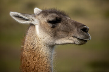 Guanaco (Lama Guanaco) in Torres del Paine National Park, Patagonia, Chile.	