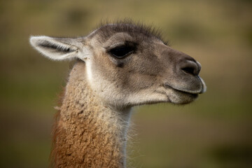 Guanaco (Lama Guanaco) in Torres del Paine National Park, Patagonia, Chile.	
