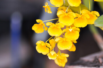 yellow orchid, orchid or ORCHIDACEAE flower or Dendrobium lindleyi Steud or Dendrobium lindleyi