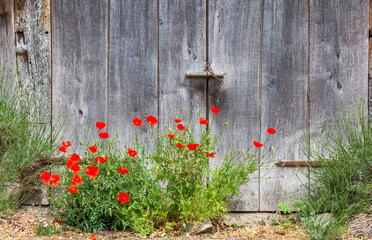 Colorful red poppies in front of a barn in Zweeloo, Netherlands © venemama