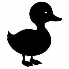 Baby duck on white background