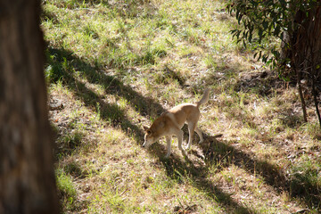 the golden dingo is walking though the forest