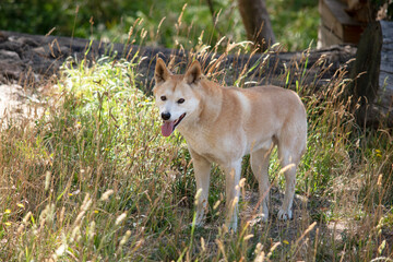 the golden dingo is in the forest