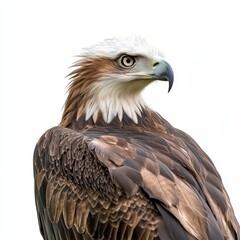 Majestic Eagle Close-Up Shot